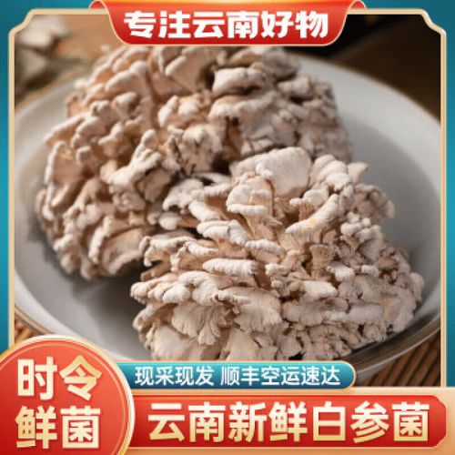 妙络(miaoluo)新鲜鲜白参菌新鲜菌菇【顺丰空运】云南当季蘑菇应季鲜