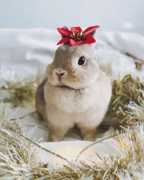 可爱又治愈的兔子