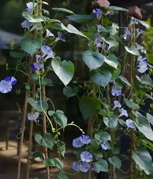 药材名称—牵牛花