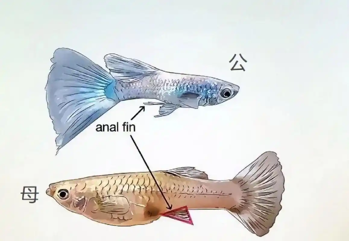 孔雀鱼辨别公母图解
