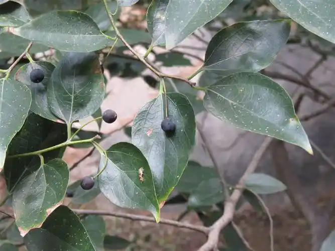 我见到的山东本土植物和园林栽培植物(385)黑弹树