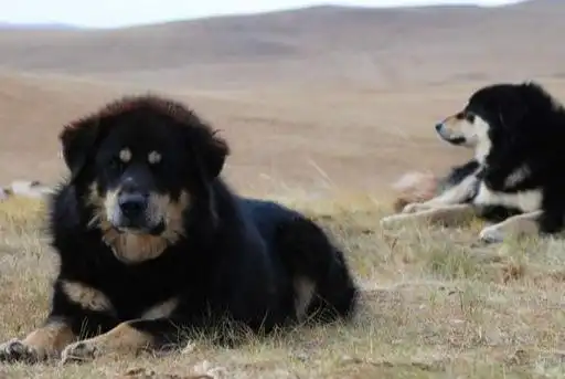 草原大笨狗,纯种农村笨狗图片 资讯 第6张