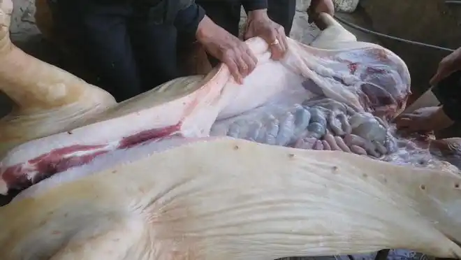 杀猪匠杀猪的工具很蛮简单的,4把刀,一个架子, 一个烧毛的工具,烧毛时