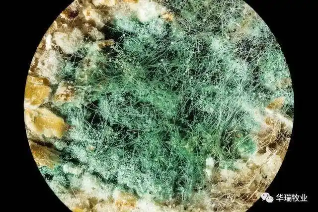 影响较大的有黄曲霉毒素,t-2毒素,伏马菌素,玉米赤酶烯酮,赭曲霉毒素