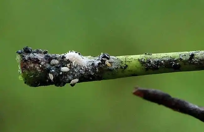 介壳虫种类图片大全