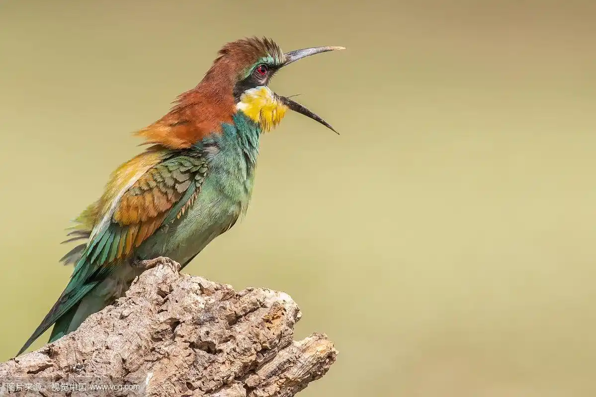张开嘴的鸟坐在树上