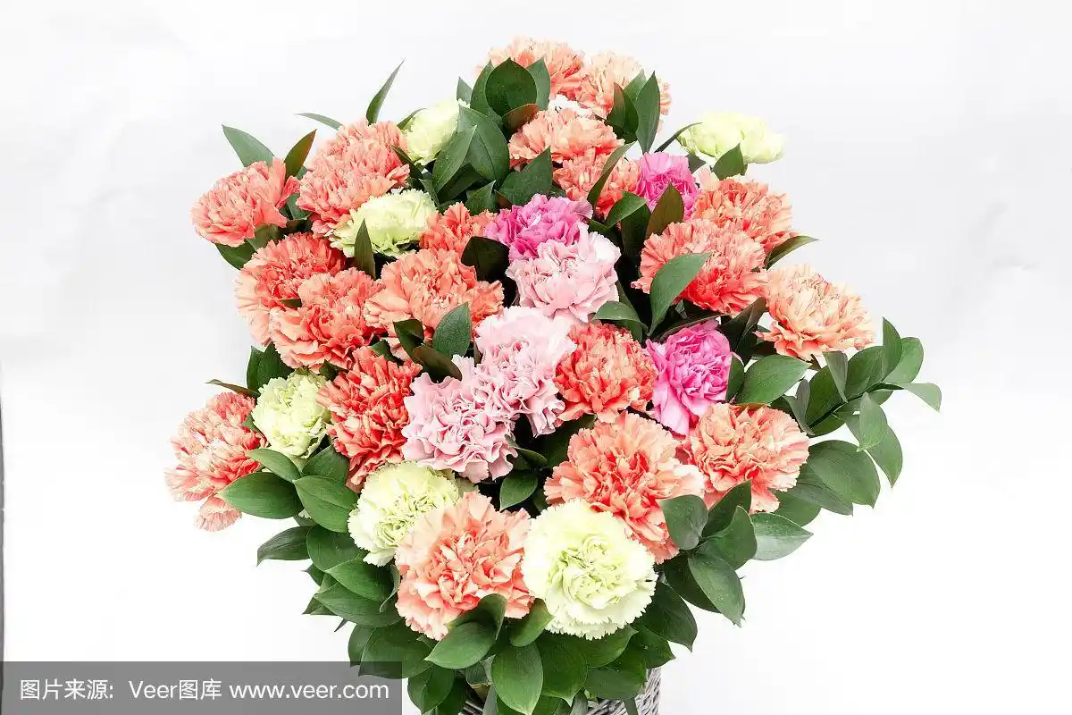 康乃馨图片高清图片(康乃馨图片大全大图 手机壁纸) - 123植物网