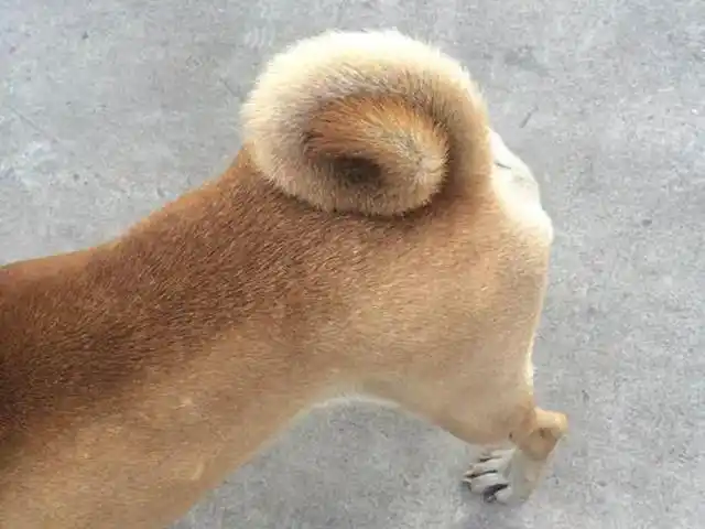 捡来的土狗养了两年,狗贩子见后出价四千,发财了