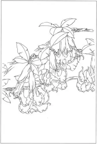 十八副超美的曼陀罗白描素材