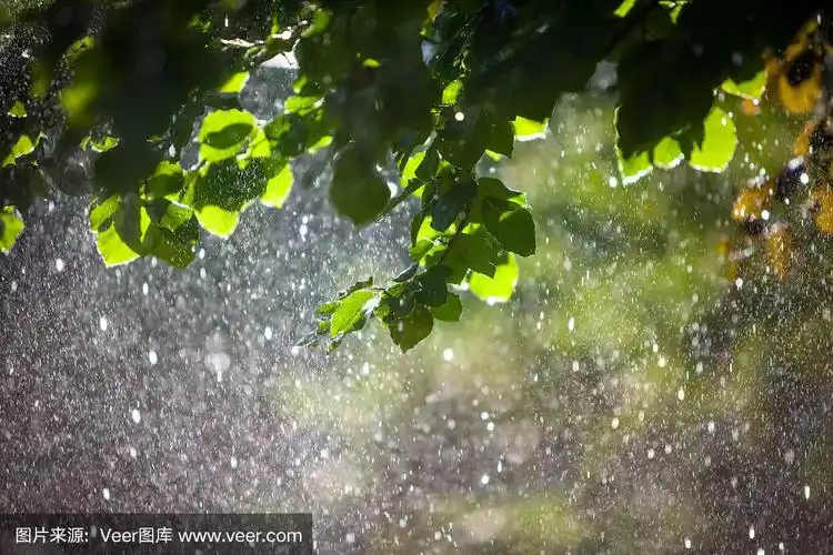 暴风雨中从树上落下的雨滴
