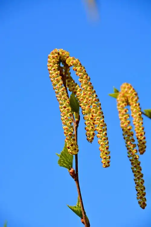 春天白桦树种子穗和花穗,原创拍摄