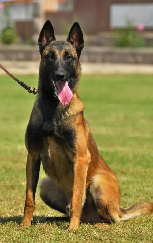 最新待售马犬幼犬_北京聚星国际名犬繁殖基地,聚星国际名犬俱乐部