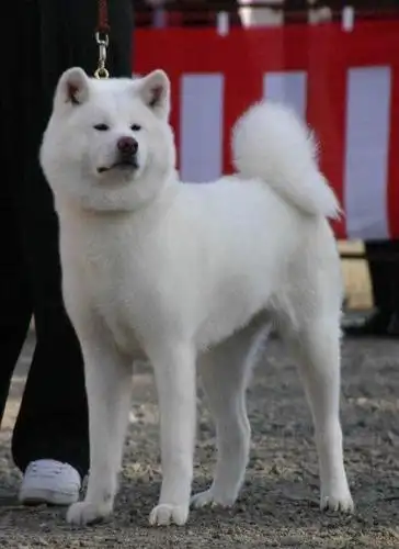 柴犬是不是日本秋田犬