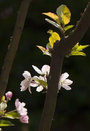 春天里生机盎然