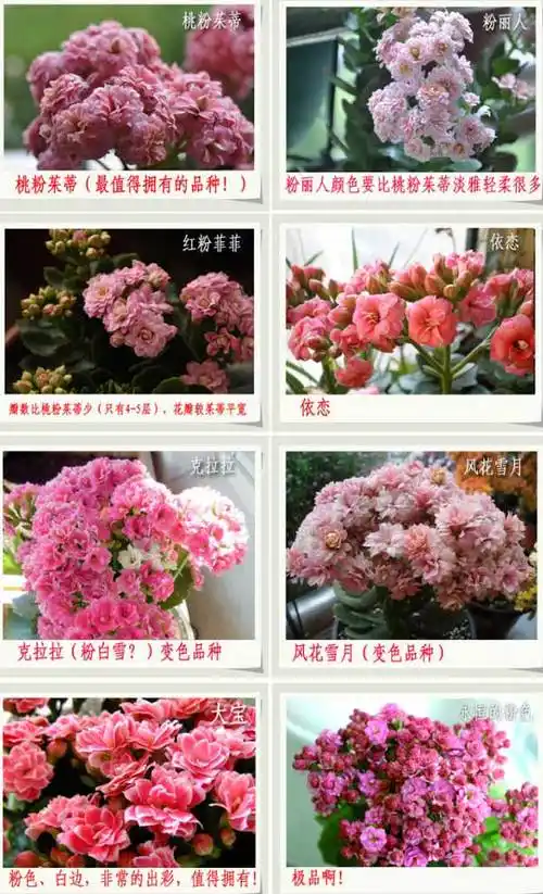 长寿花图谱:各色系长寿花品种鉴别与欣赏