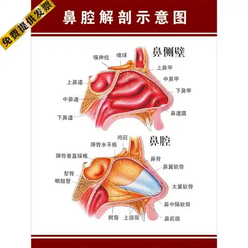 人体解剖海报 鼻腔解剖示意图 肌肉骨骼神经血管分布挂图展板