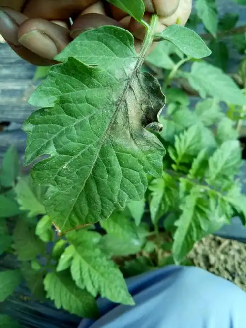 西红柿晚疫病这里种药可不可以打