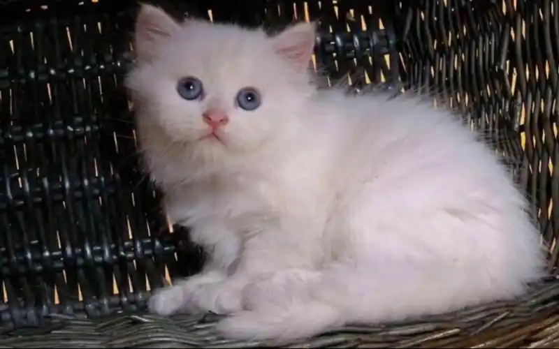 波斯猫的可爱好奇心