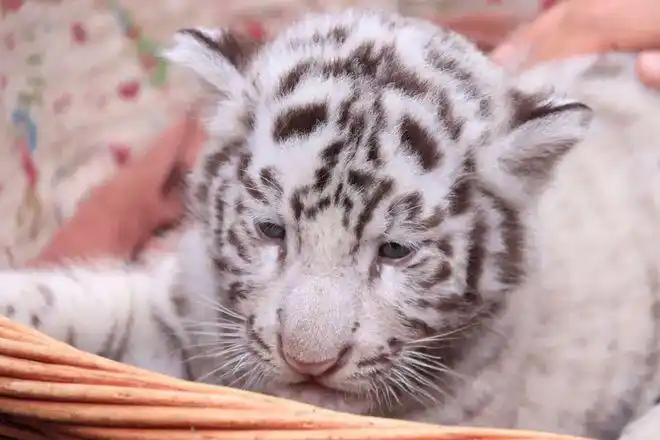 小虎还乡|狮虎_网易订阅