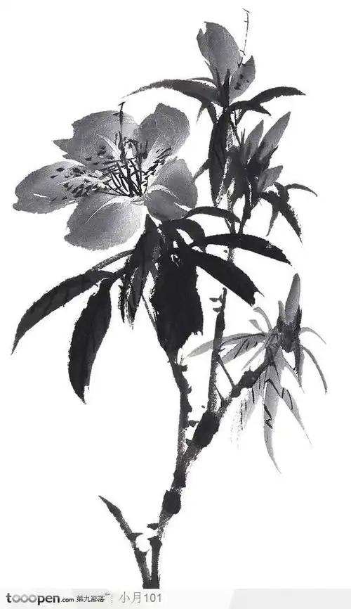 中国国画之花类植物-百合墨画