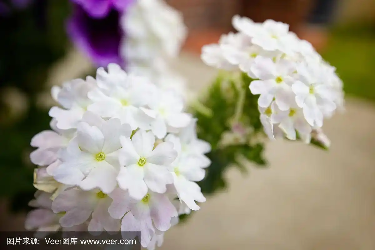 白色的马鞭草的花