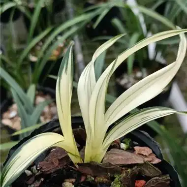 墨兰黄金达摩中透艺