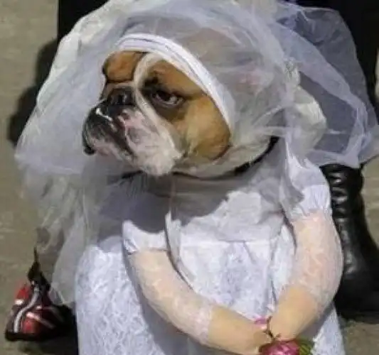 狗狗搞笑图片合集,狗狗我不是人,但你是真的狗