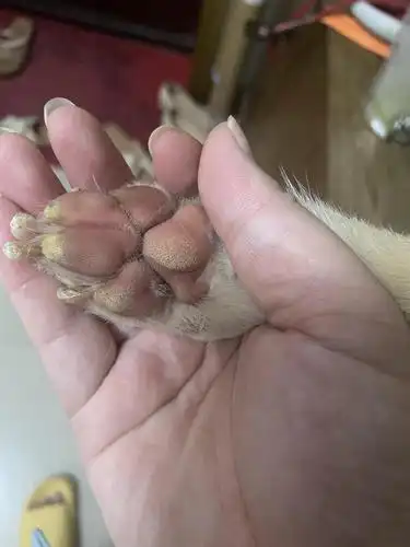 【讨论】狗后爪这些白色的是啥?