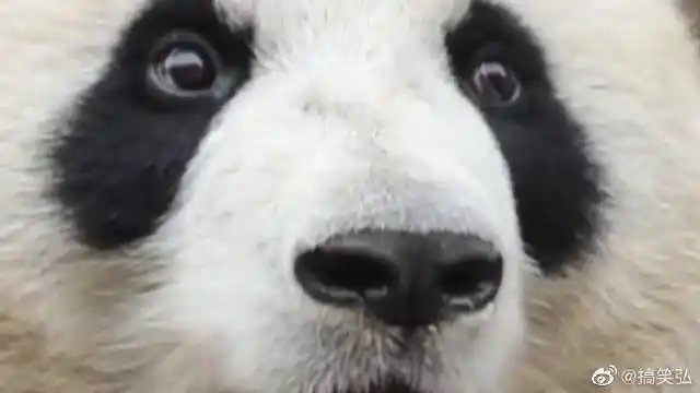 熊猫真的能听懂人话,看到熊猫的眼睛,让我想起了李荣浩的眼睛了
