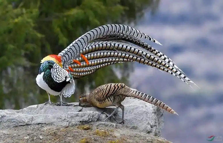 白腹锦鸡贺图获首页鸟类精华