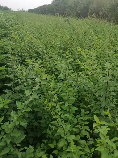 丛生连翘苗图片 2张 山西运城基地_乔灌木图片_西北苗木网