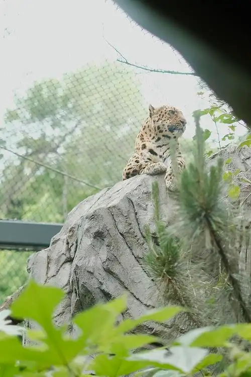 一起来逛南京红山森林动物园吧(多图)