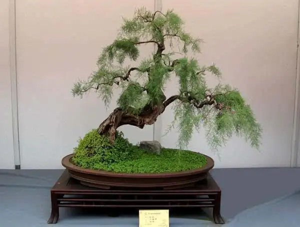 针叶式松树型三春柳盆景的制作与管护