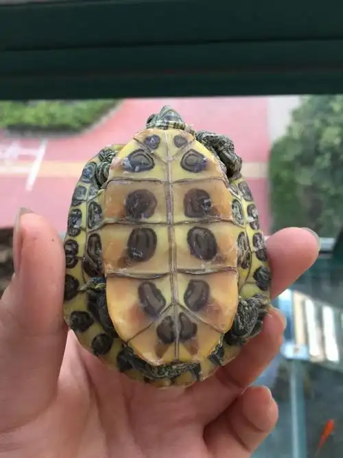 巴西龟背上起皮怎么办? 就是这样背腹都起皮了,怎么办