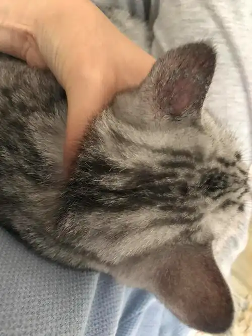 讨论猫咪耳朵上这是什么已确定是猫藓