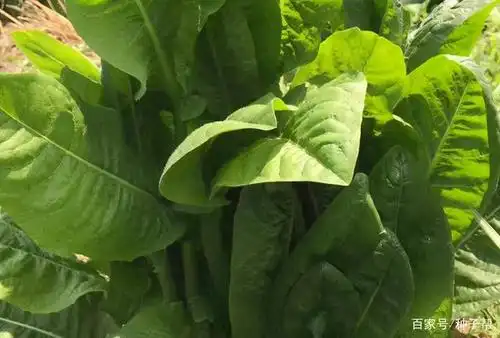 大叶菊苣有哪些特性?一年四季能割吗?它亩产15吨,能用10~15年