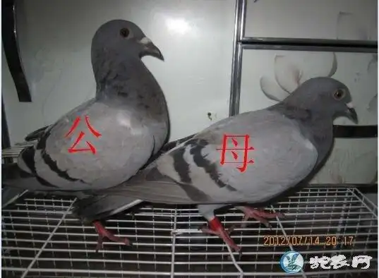 鸽子怎么分公母