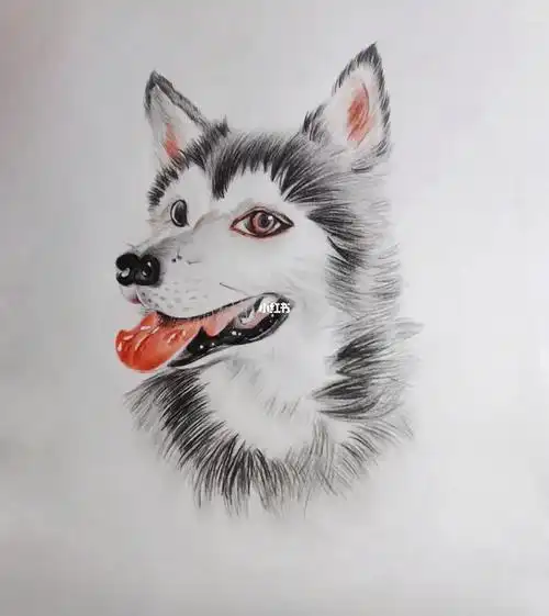 彩铅临摹哈士奇