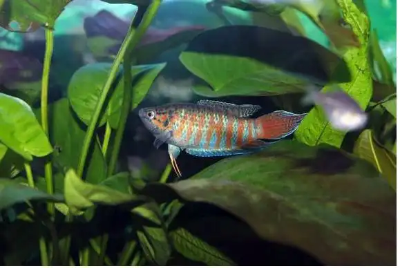 一,金鱼金鱼是生活中一种比较常见的冷水观赏鱼这种鱼的色彩缤纷品种