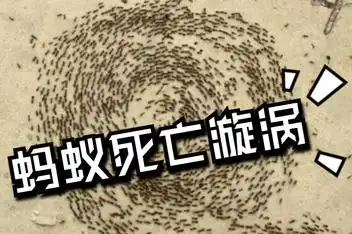 行军蚁群陷死亡漩涡!你可识得此阵?[高清]_百度视频搜索