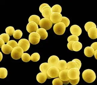 白色葡萄球菌staphylococcus albus_行情商机_新闻中心_文章_生物资源