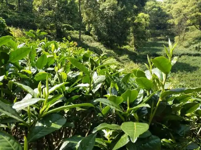 中国黄茶之瑰宝----君山银针