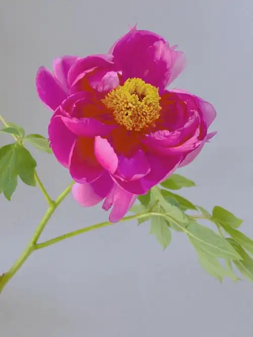 春天的第一朵花花