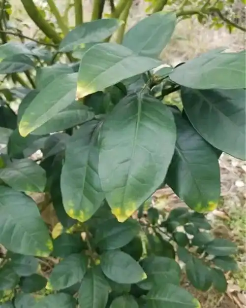 柑桔缺钾补钾两步轻松搞定