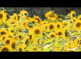 快来拥抱这片向日葵,漂亮地赢一场植物大战僵尸!