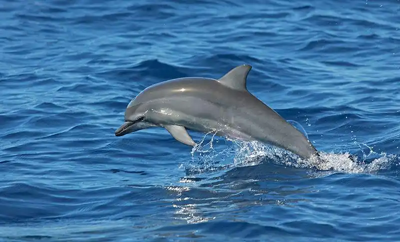 飞旋海豚,长吻原海豚,跳跃,室外,水,小笠原群岛,日本,亚洲