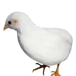 鹌鹑种蛋孵化图片