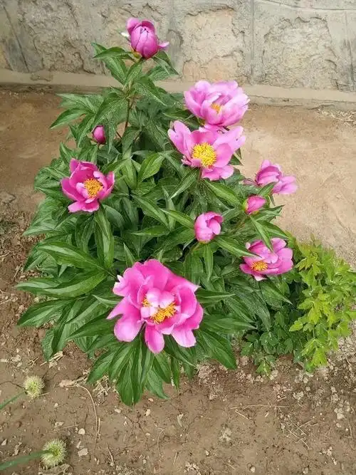 从你的描述上看,芍药花的开花时间一般会在上午的8