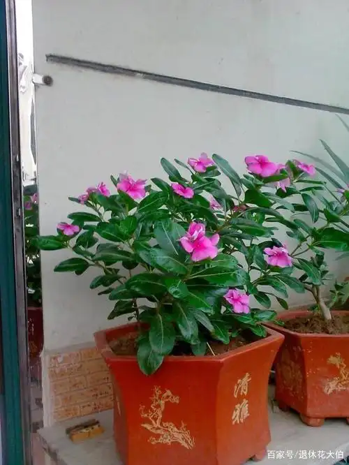 养殖长春花,夏季在这4方面稍加用心,花叶马上长爆盆