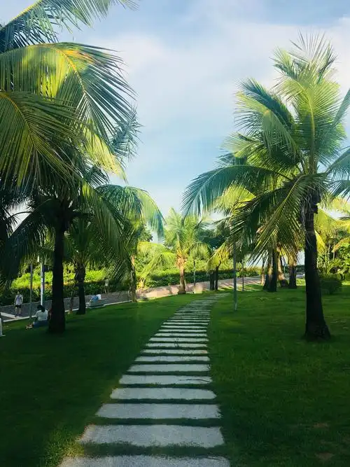 深圳湾公园后海人才公园闲逛手机拍摄风景很好空气小清新